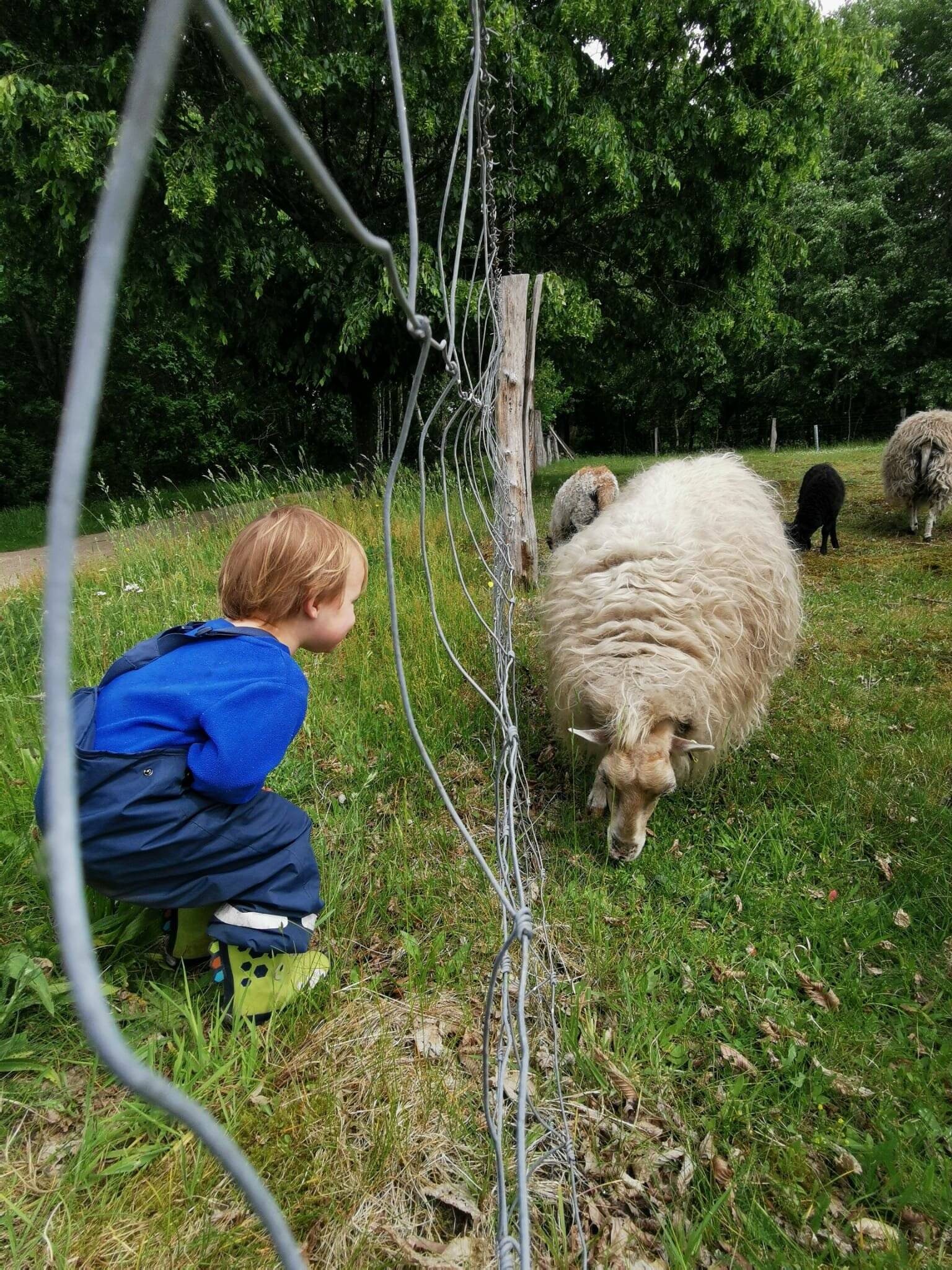 Kind beobachtet Schafe am Zaun