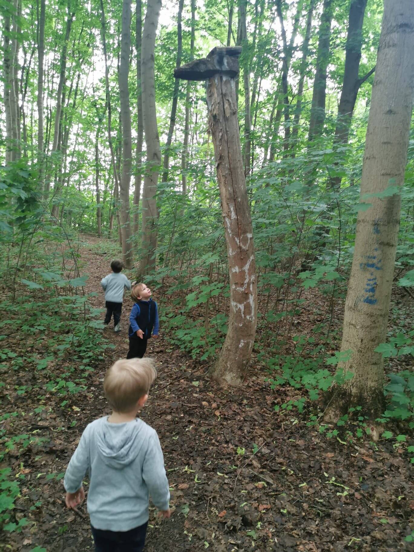 Kinder auf Waldspaziergang